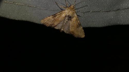 Réf. 347 490 : Apamea scolopacina